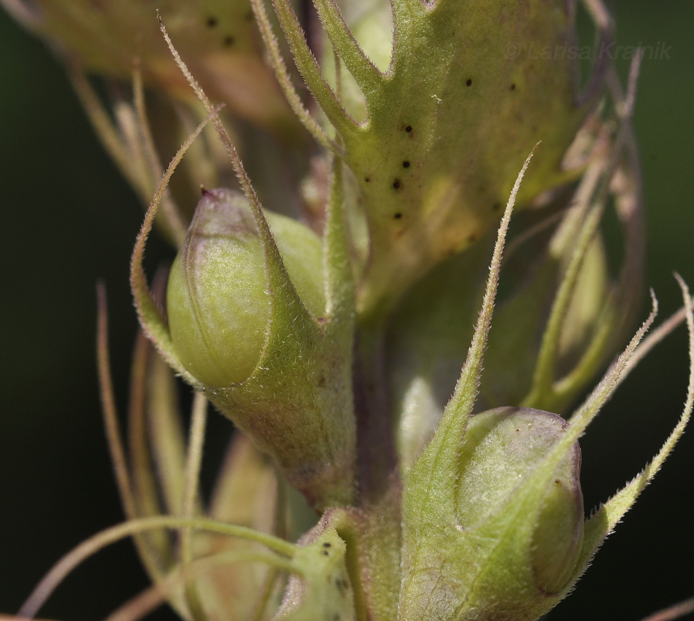 Изображение особи Melampyrum nemorosum.