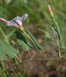 Convolvulus arvensis. Цветущее растение. Республика Ингушетия, Джейрахский р-н, окр. ур. Бархане, луг. 22 июня 2022 г.