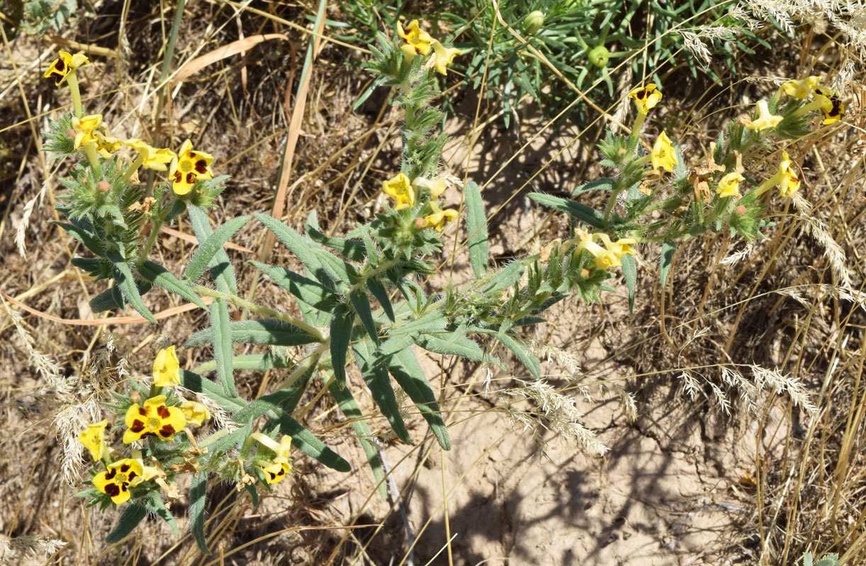 Изображение особи Arnebia coerulea.