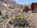 Potentilla hololeuca. Цветущее растение. Узбекистан, граница Ташкентской и Наманганской обл., Чаткальский хр., каменисто-щебнистый водораздельный гребень хребта, 2 км к юго-западу от пер. Даван (Турасай), 3425 м н.у.м. 24.06.2023.