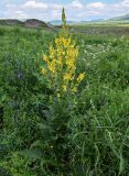 Verbascum pyramidatum