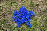 Gentiana pontica