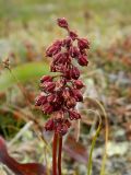 Tofieldia coccinea. Соплодие. Полярный Урал, долина Кершора. 06.08.2011.