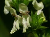 Stachys recta