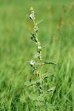 Althaea officinalis. Верхушка цветущего растения. Волгоградская обл., Волго-Ахтубинская пойма. 19.07.2012.