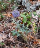 Echinops ritro