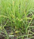 Carex angustior