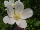 Anemone sylvestris