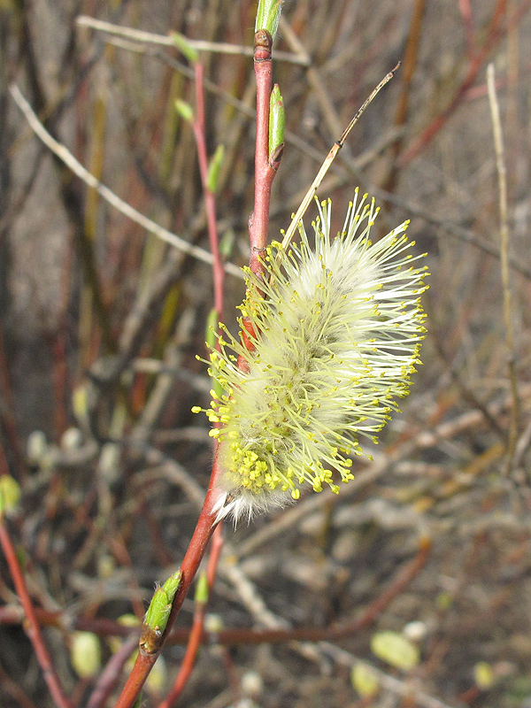 Изображение особи Salix acutifolia.