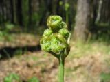 Pteridium подвид sibiricum