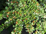 Cotoneaster buxifolius. Ветви плодоносящего куста. Хорватия, Истрия, г. Мотовун, небольшой сад у дома. 06.09.2012.