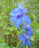 Delphinium cheilanthum