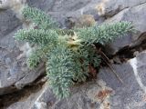 Seseli gummiferum. Вегетирующее растение. Южный берег Крыма, мыс Никитин, скала возле берега моря. 21.05.2013.