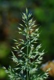 Calamagrostis brachytricha. Соцветие. Приморский край, о. Русский, дубово-липовый лес. 22.09.2013.