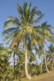 Cocos nucifera
