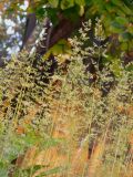 Poa angustifolia. Соцветия. Республика Молдова, пригород Кишинёва пос. Кодру, в огороде. 9 мая 2013 г.
