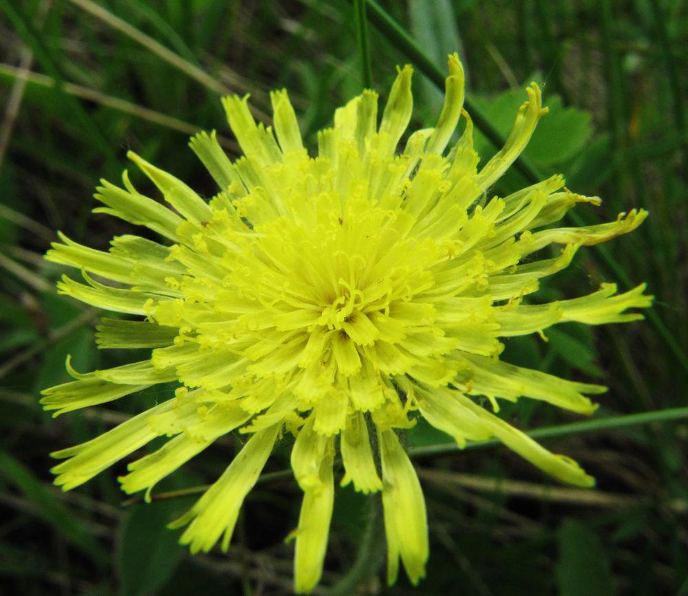 Изображение особи Pilosella officinarum.