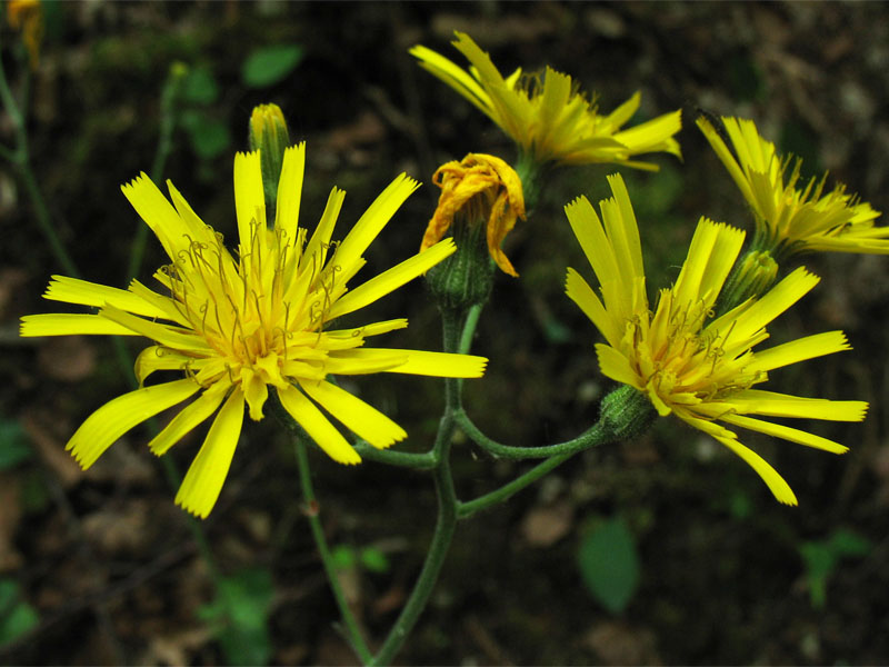 Изображение особи Hieracium murorum.