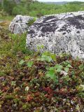 род Betula. Молодое растение на поросшей вороникой каменной гряде. Мурманская обл., окр. пгт Росляково, сухое плато на берегу губы Грязная Кольского залива. 07.06.2014.