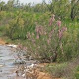 Tamarix gracilis. Цветущее растение на кромке солоноводного лимана. Украина, Донецкая обл., Першотравневый р-н, Белосарайская коса. 20.05.2014.