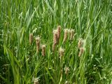 Plantago lanceolata