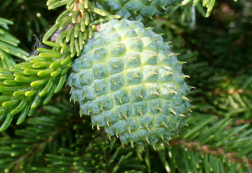 Изображение особи Picea orientalis.