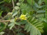 Tribulus terrestris