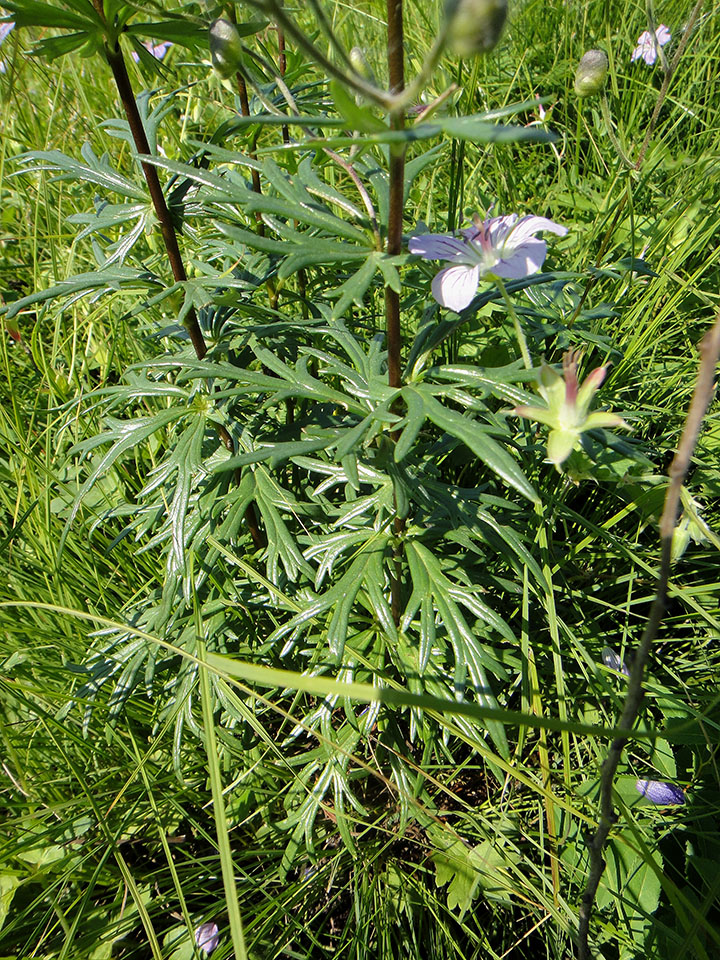 Изображение особи Aconitum baicalense.