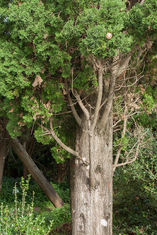 Изображение особи Cupressus sempervirens.