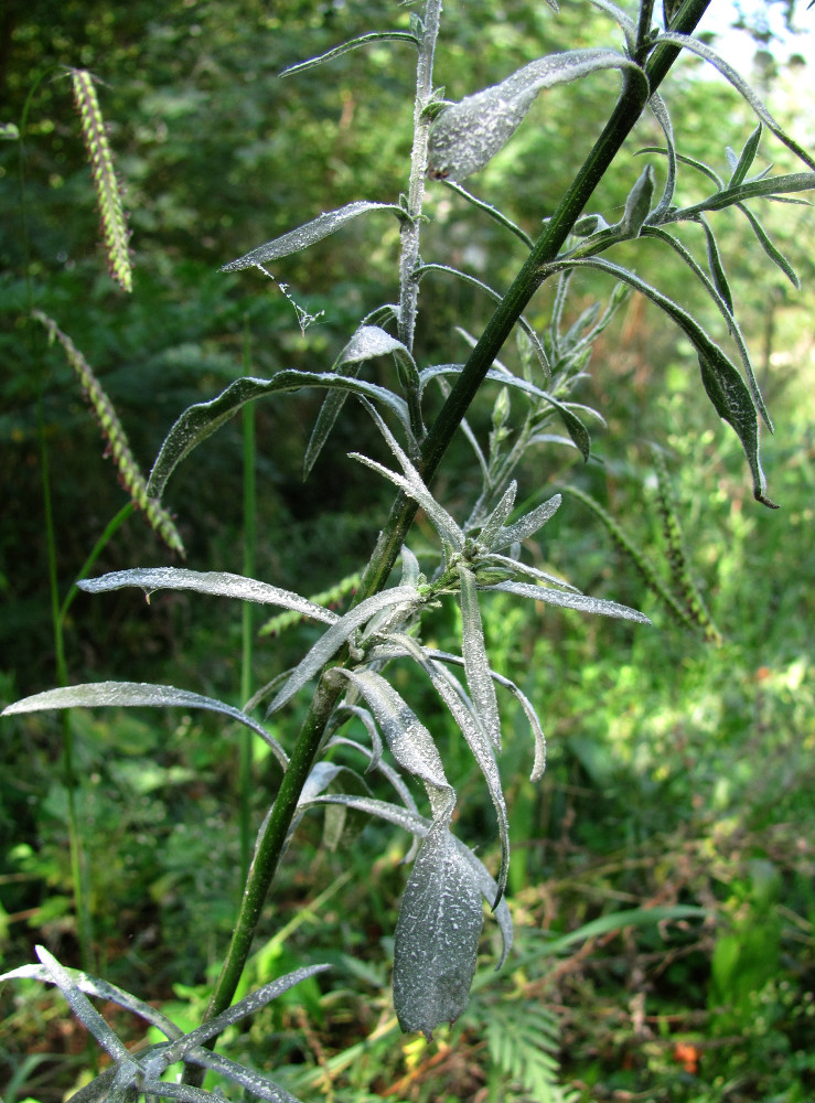 Изображение особи Symphyotrichum graminifolium.
