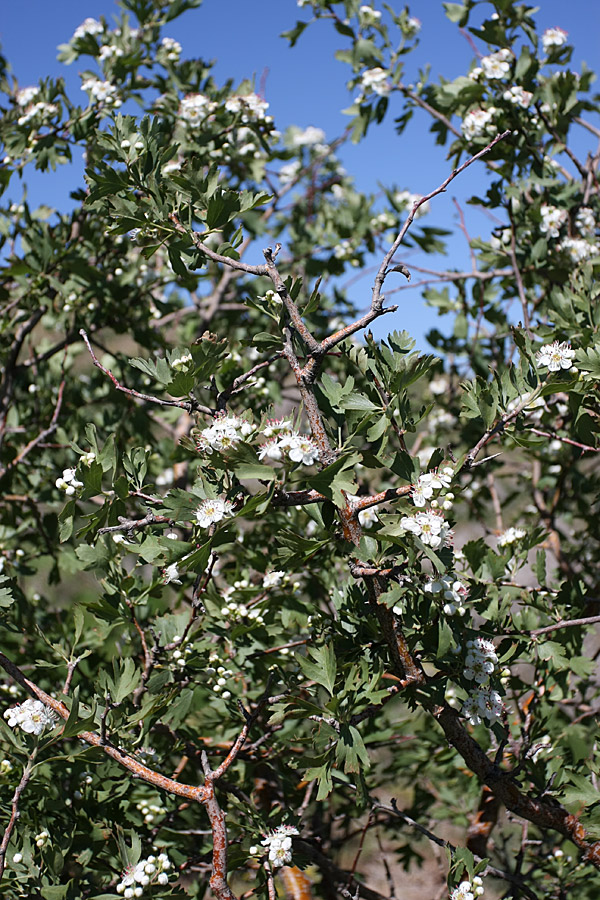 Изображение особи Crataegus pontica.