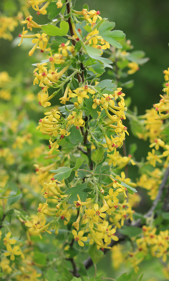 Изображение особи Ribes aureum.