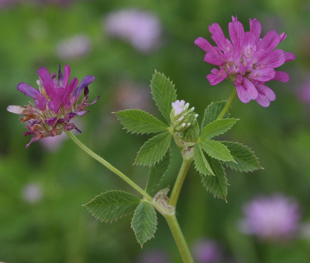 Изображение особи Trifolium resupinatum.