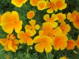 Eschscholzia californica