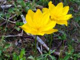 Trollius sibiricus