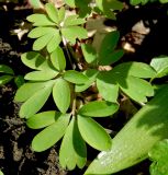 Corydalis caucasica