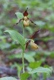 Cypripedium × microsaccos. Верхушка цветущего растения. Амурская обл., Хинганский заповедник, Хинганское лесн., р. Карапча, широколиственный лес. 04.06.2013.