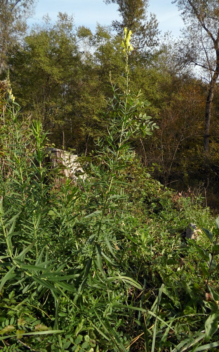 Изображение особи Linaria ruthenica.