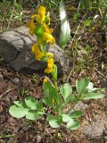 Corydalis sewerzowii. Цветущее растение. Казахстан, Сырдарьинский Каратау, Каратауский заповедник, ур. Казанбулак, каменисто-мелкозёмистый участок под кустом на склоне в долину ручья. 25.04.2013.