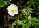 Fragaria viridis. Аномальный 6-членный цветок и бутон. Восточный Казахстан, Кокпектинский р-н, 25 км в горы от с. Пантелеймоновка, ≈ 1000 м н.у.м., луг. 12.06.2016.