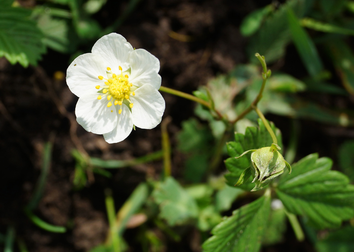 Изображение особи Fragaria viridis.