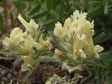 Oxytropis evenorum. Соцветия. Магаданская обл., Ольский р-н, бассейн р. Окса, на сопке. 29.06.2012.