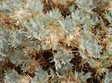 Astragalus arnacantha. Верхушки побегов. Крым, г. Демерджи, сухой склон. 10.08.2007.
