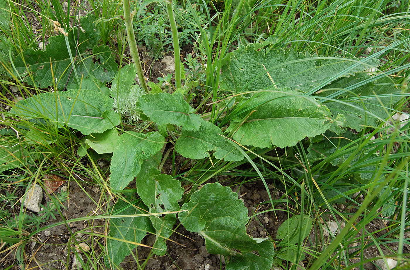 Изображение особи Salvia nutans.