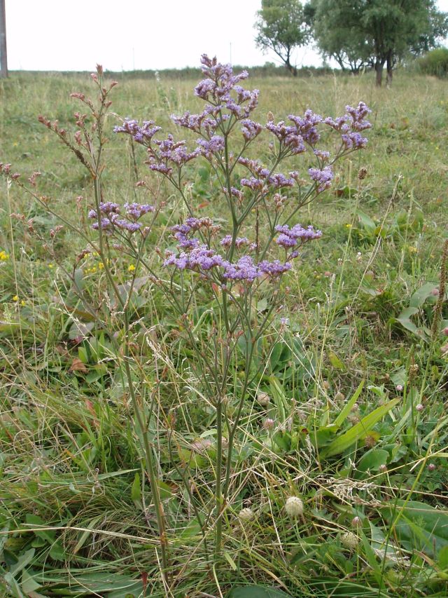 Изображение особи Limonium tomentellum.