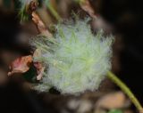 Trifolium eriosphaerum