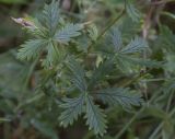 genus Potentilla