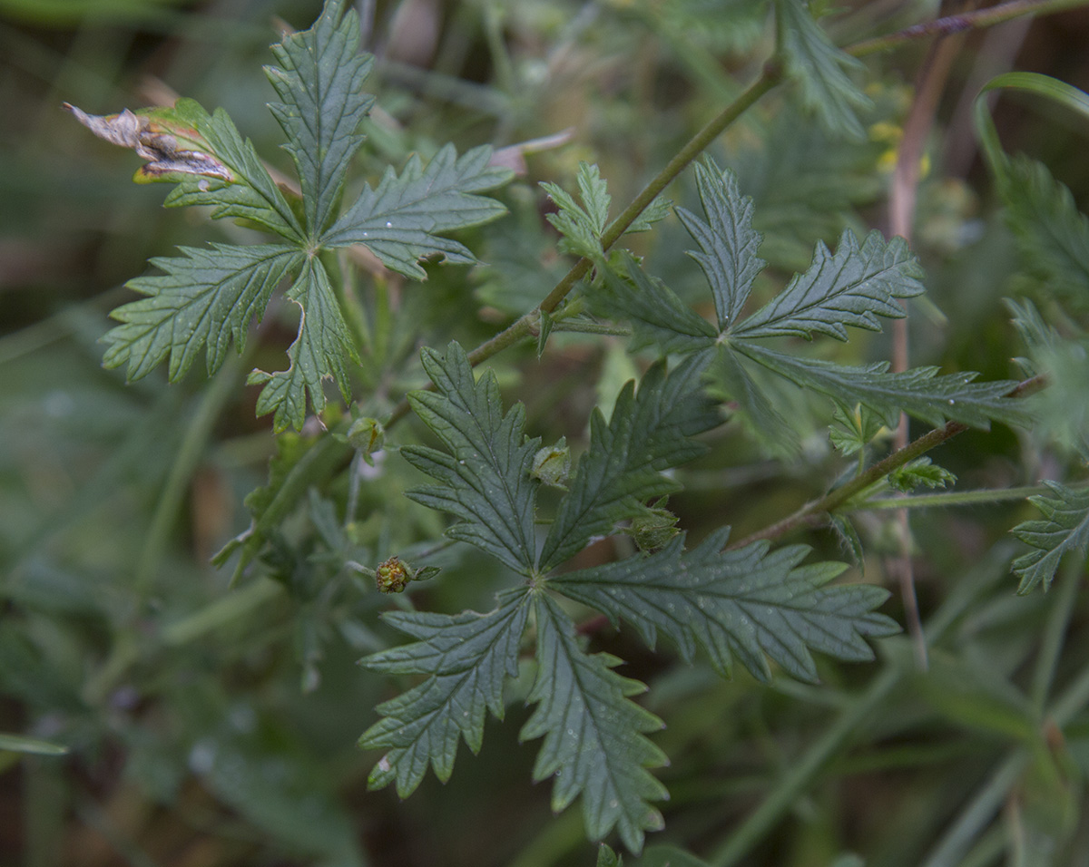 Изображение особи род Potentilla.