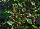 Salix reticulata. Верхушки побегов с соплодиями. Мурманская обл., Хибины, перевал Южный Рисчорр, ≈ 900 м н.у.м., каменистый склон. 08.08.2018.