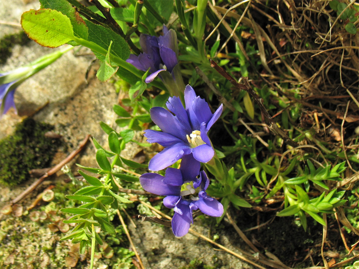 Изображение особи Gentiana laciniata.